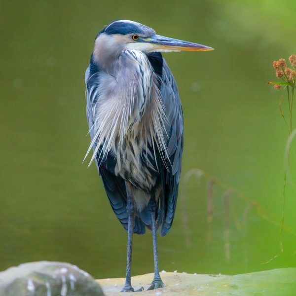 MediaGrid-Animals_0002_Woodpecker_0005_Blue heron